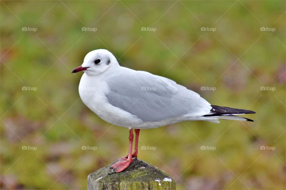 close up picture from a seagull sitting on a wooden pole in a natural environment