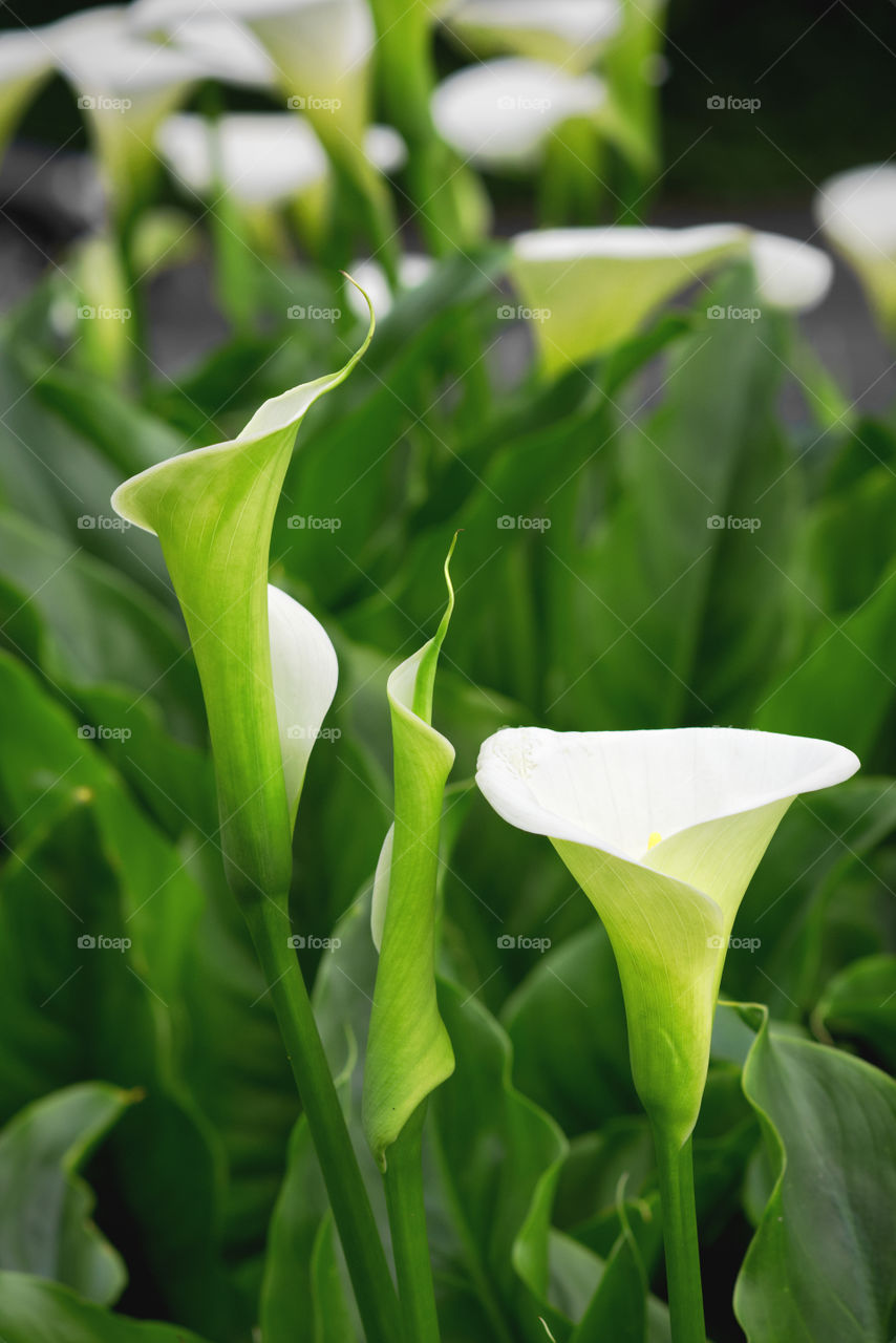 Green white flower