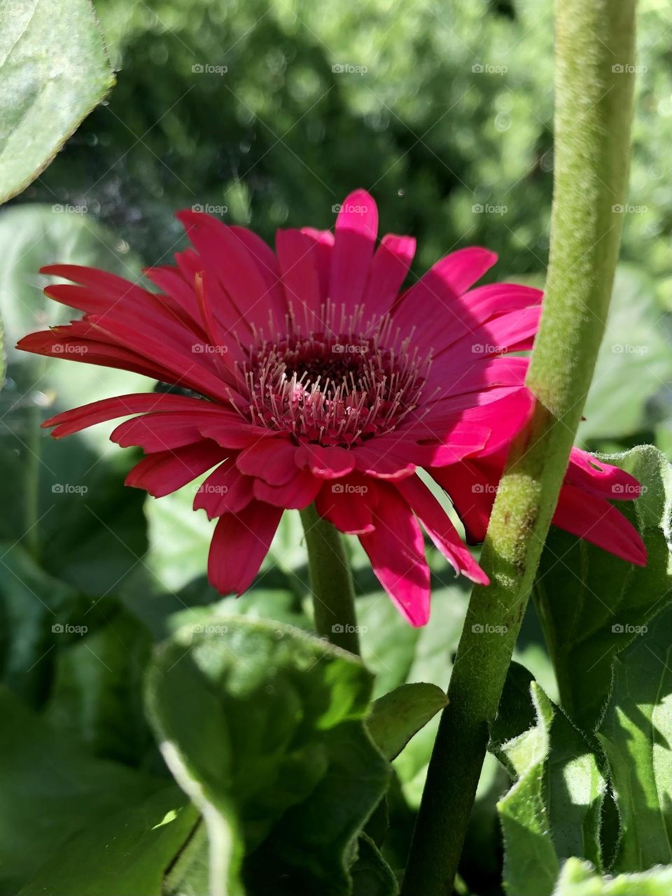 Pink Gerbera Daisy flower petals close up green leaves foliage stem backyard neighborhood landscaping patio plants container gardening summer joy flowers garden sunlight shadow rays afternoon sunny weather relaxing nature