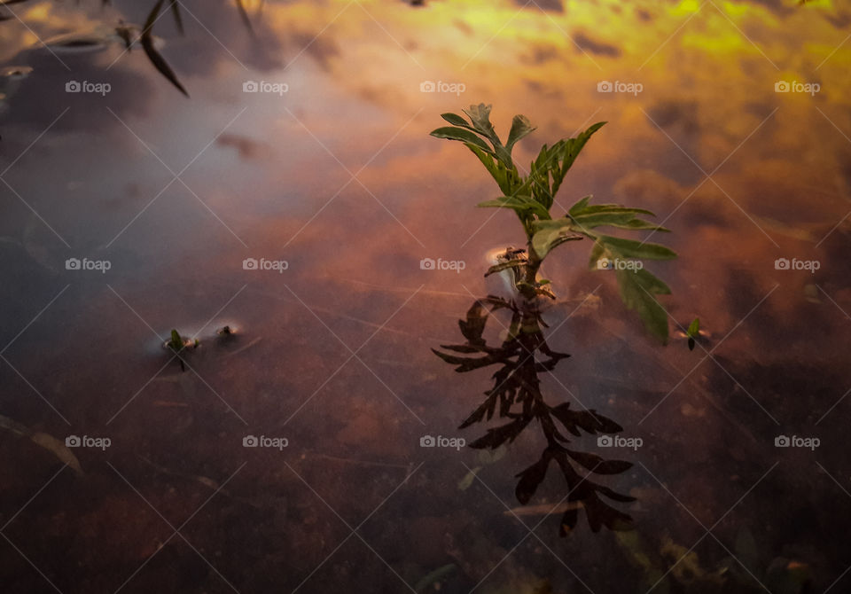 Summer sunset reflecting off of a puddle.