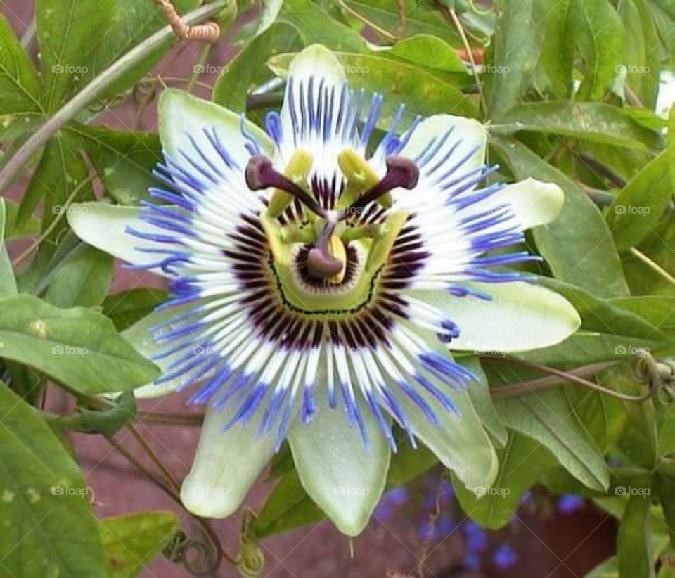 This is the first flower which make me smile and this is called a clock flower.it doesn't show time but is as much as a clock. I found it when I was surfing I'm 2nd class. This is grow on a vine. and very beautiful creation of God