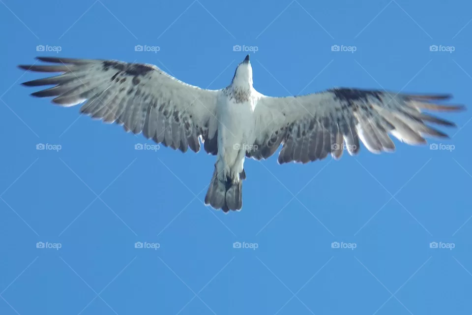 Eagle