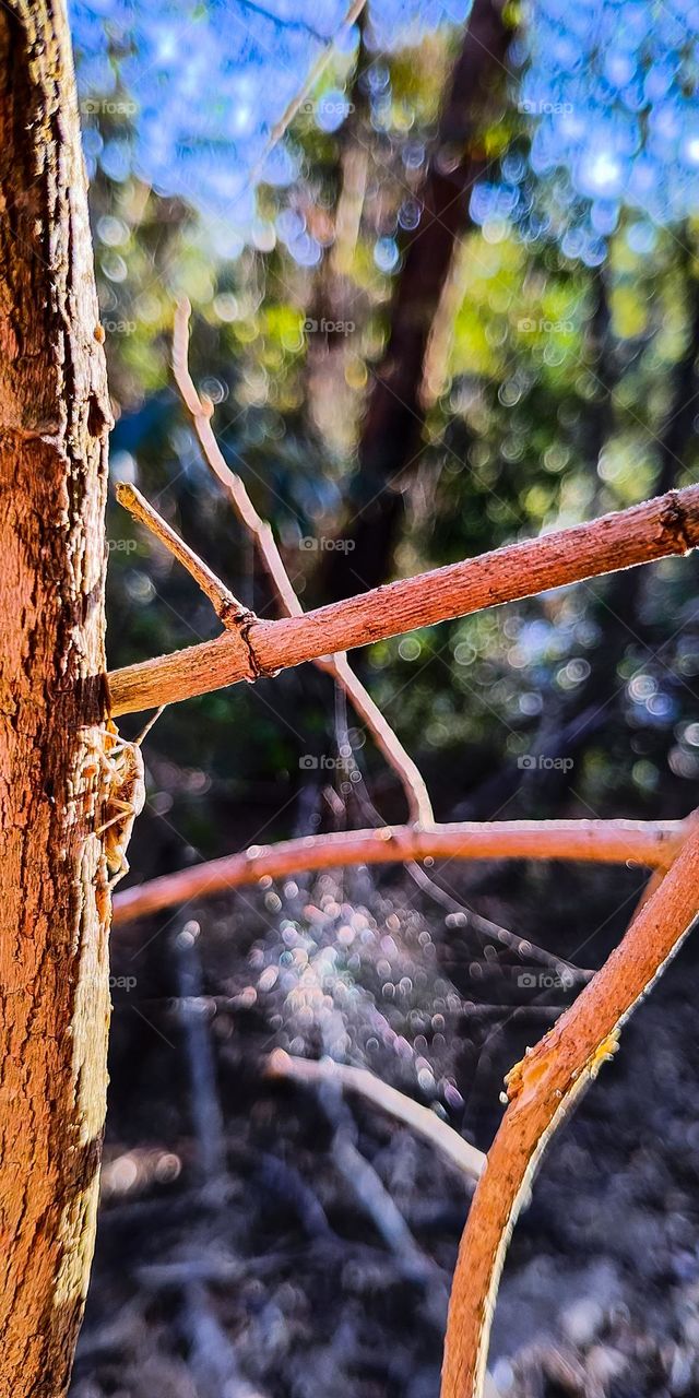 Cicada and spider web in a magical forest with bokeh effect