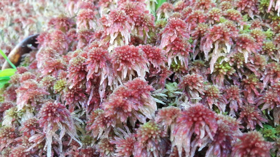 Red sphagnum