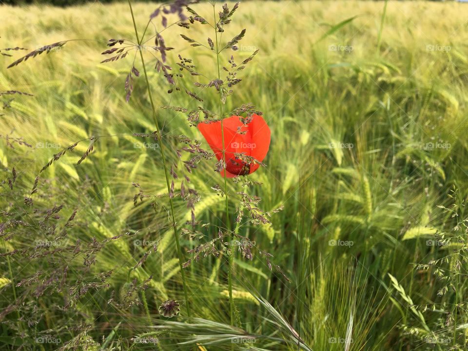 Green field of Barley with a random poppy 