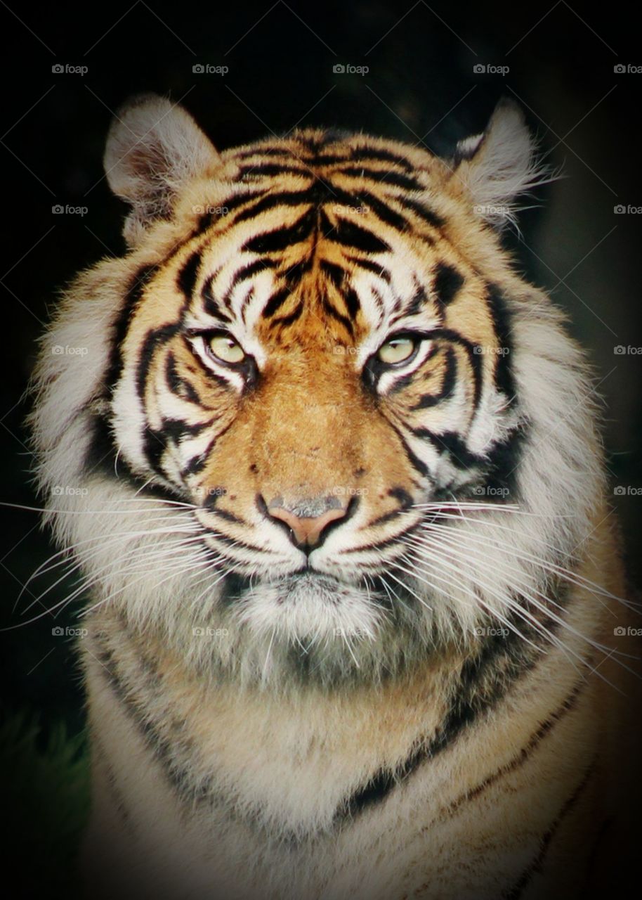 Animals, tiger, predator, wild,