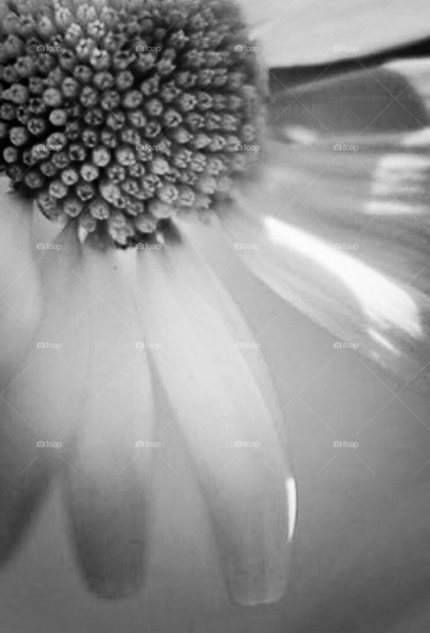 Close up in black and white of flower pedals