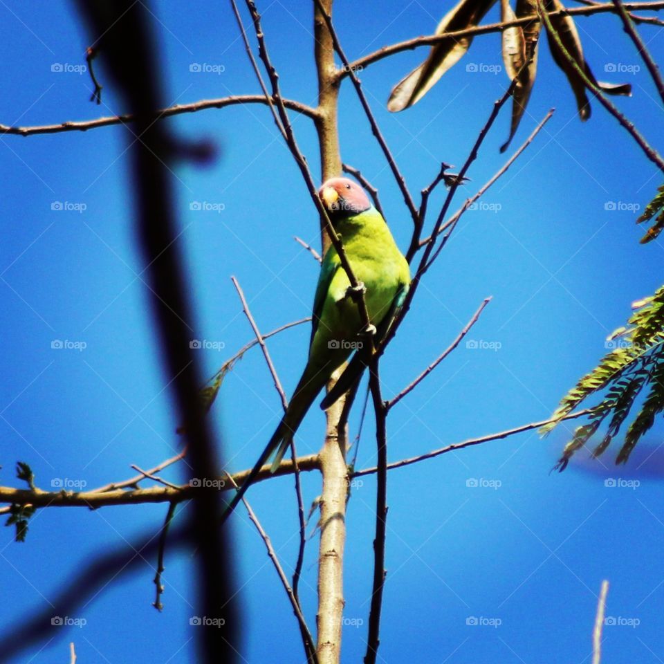 wild parrot. caught it somehow.