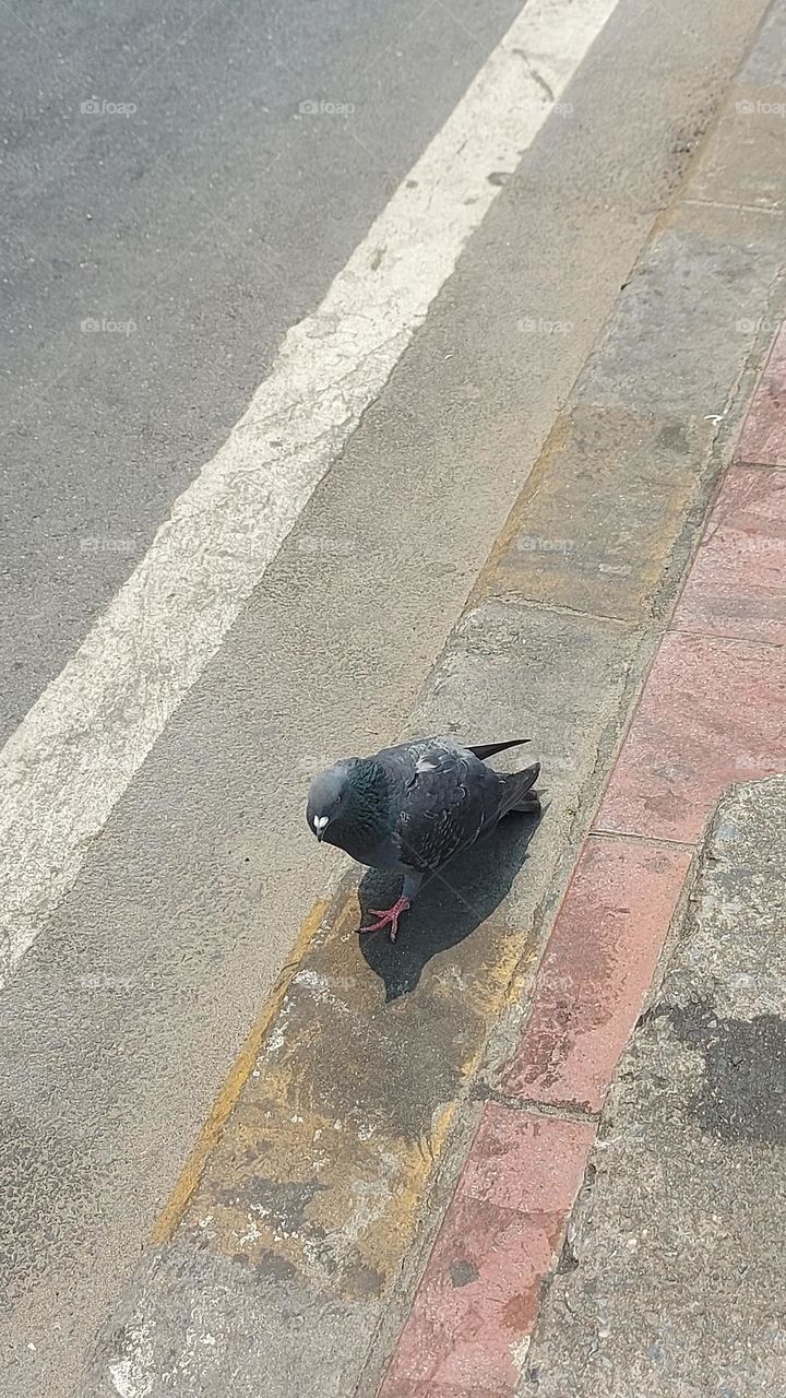 pigeon