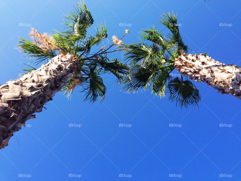 Palms seen from below