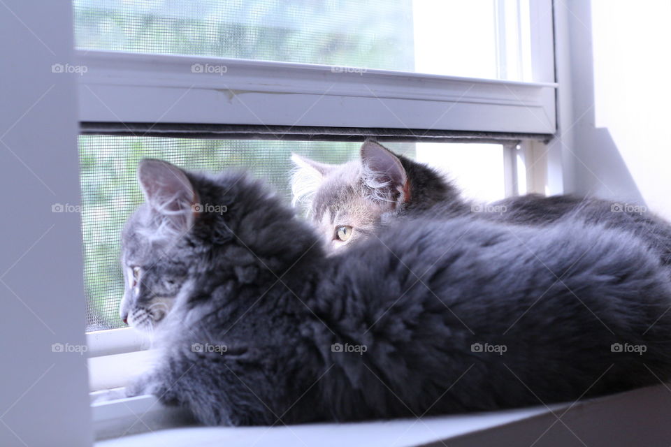 Sunny day, kittens stare out the window 