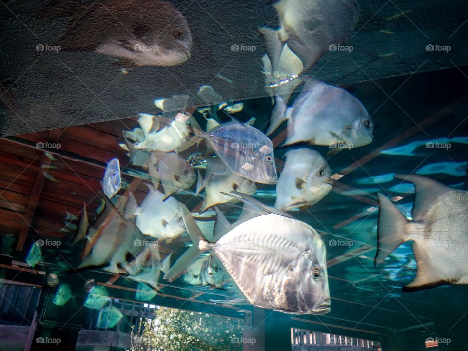 Saltwater Aquarium 