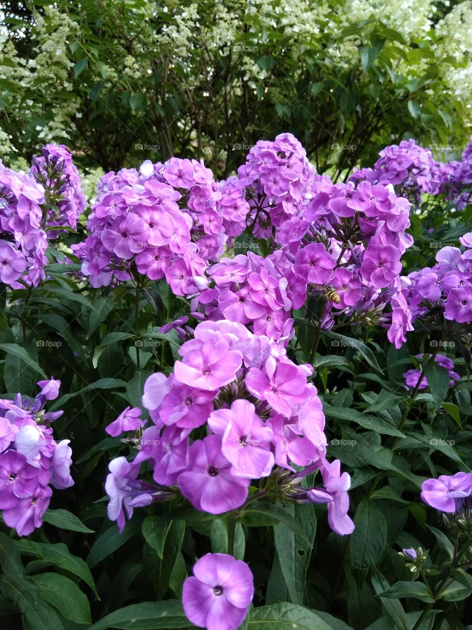 Kurpark in Bad Wildbad