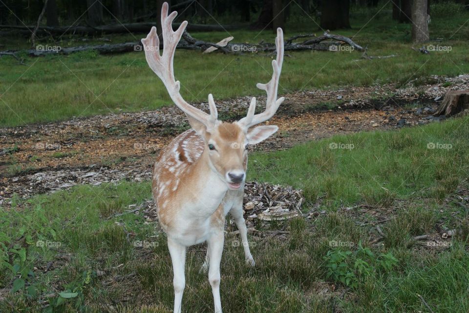 Close up of male deer(buck) 