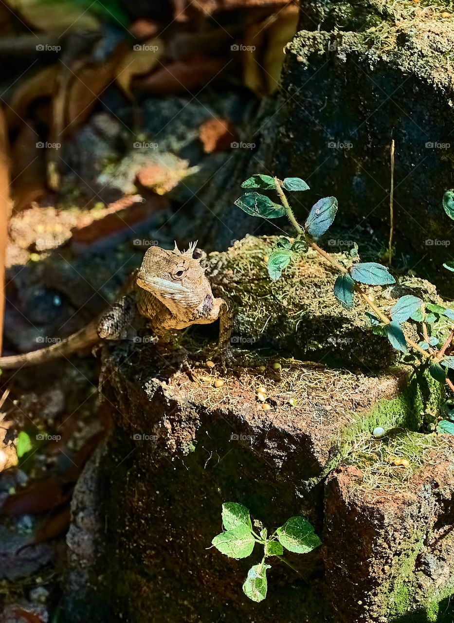 Animal photography - Horned Lizard