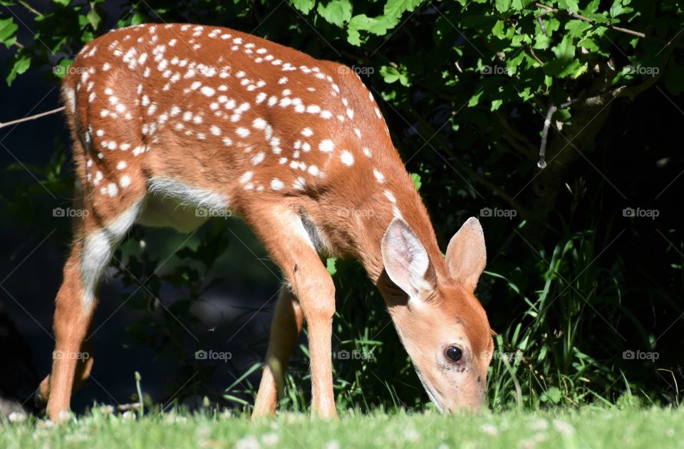 A fawn grazing in the grass