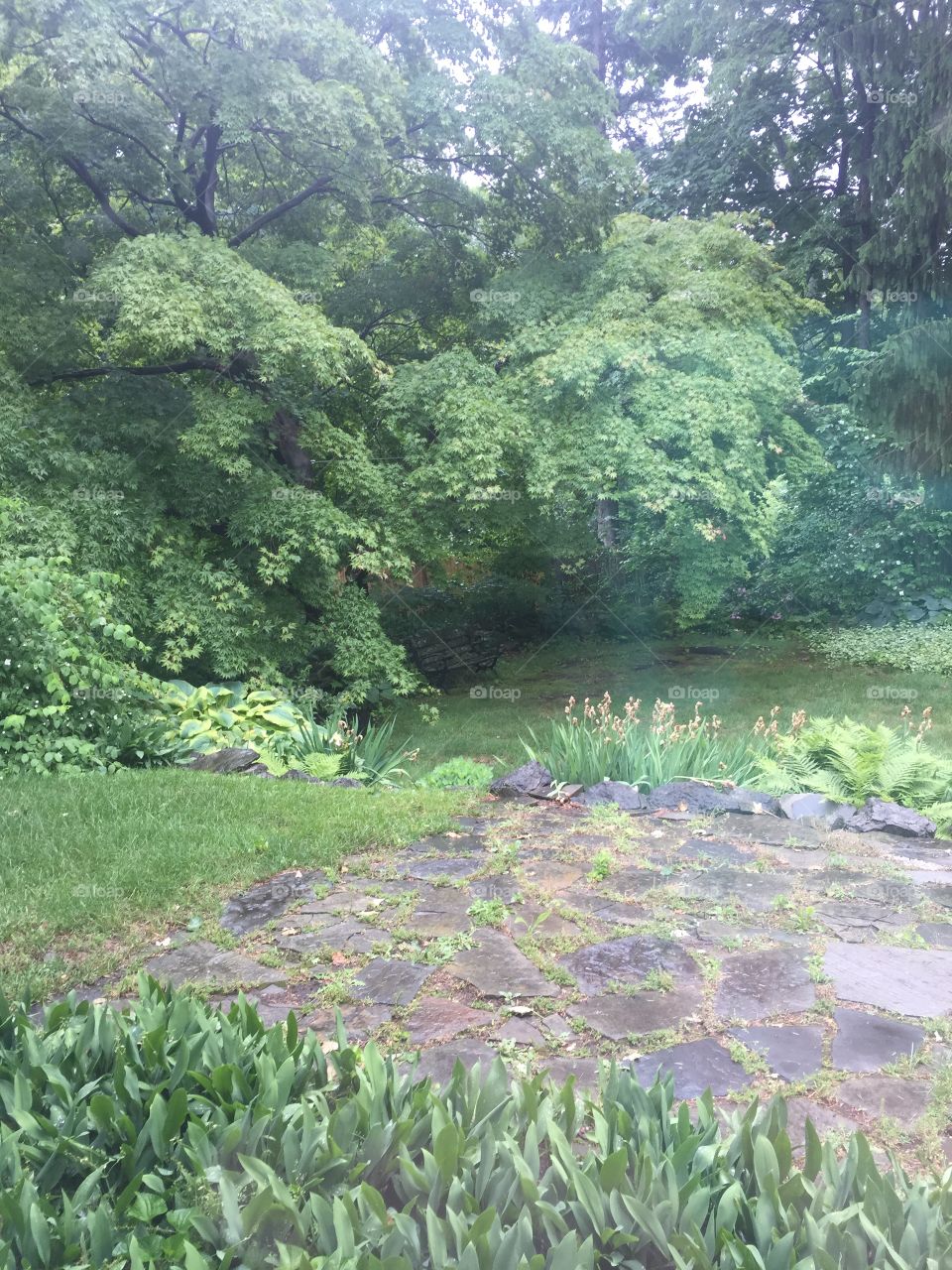 Nature, Leaf, No Person, Tree, Garden