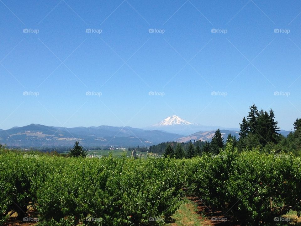 Mt. Adams | Oregon Fruit Loop
