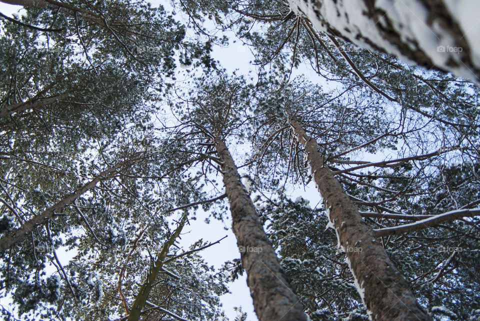 forest in winter. snow