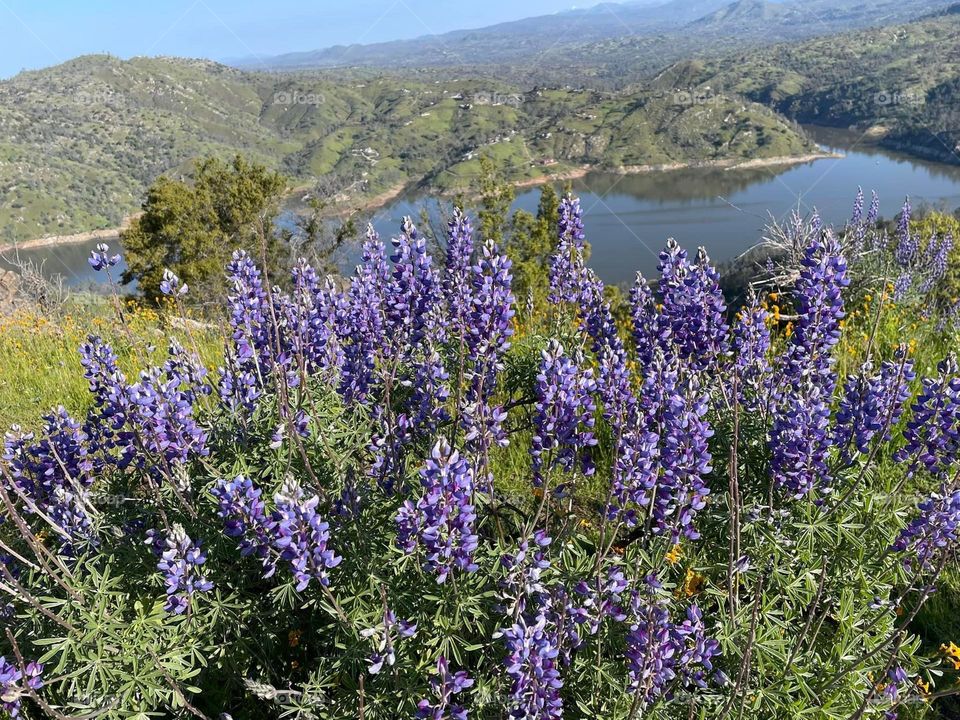 Lupines at Pincushion 