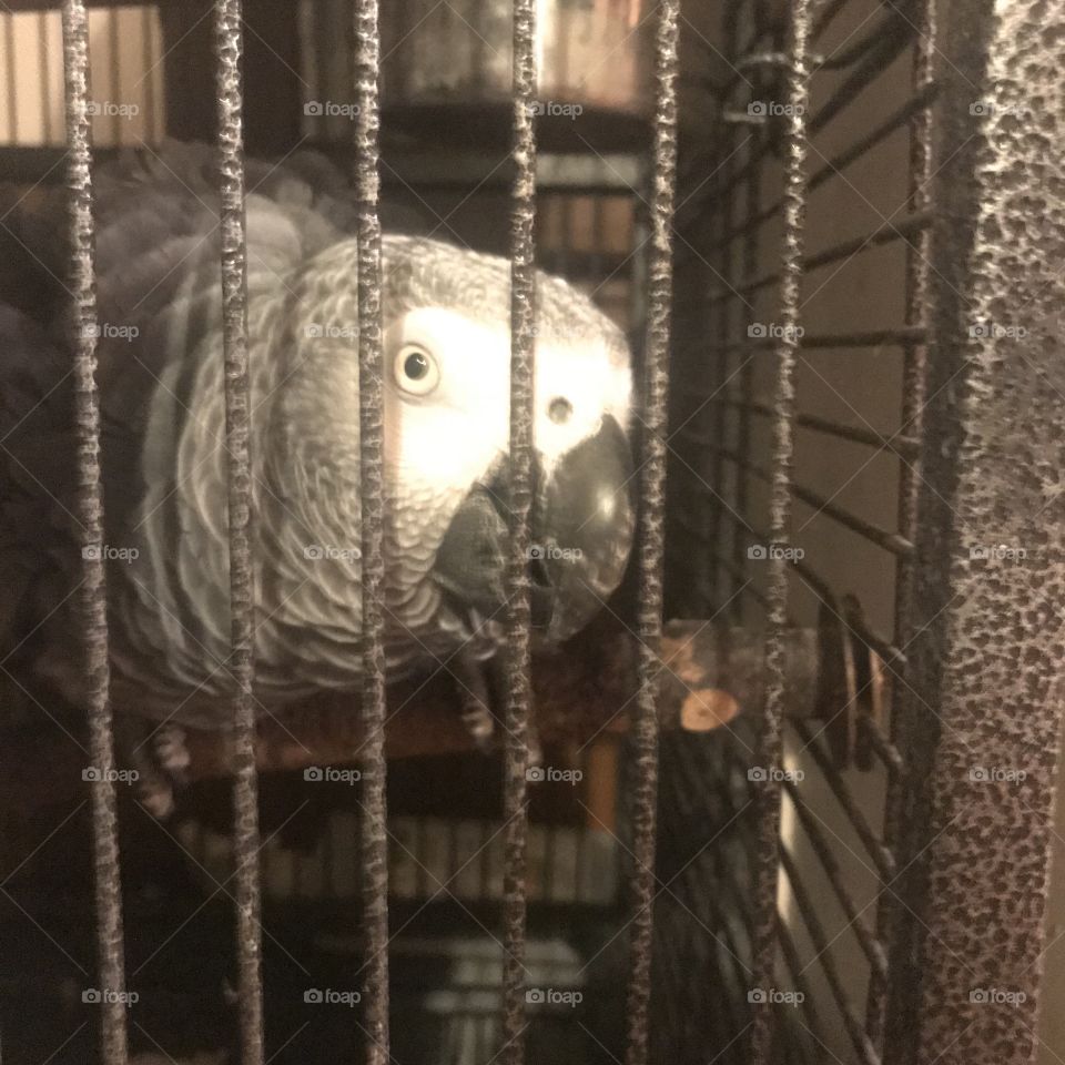 African Gray Parrot 