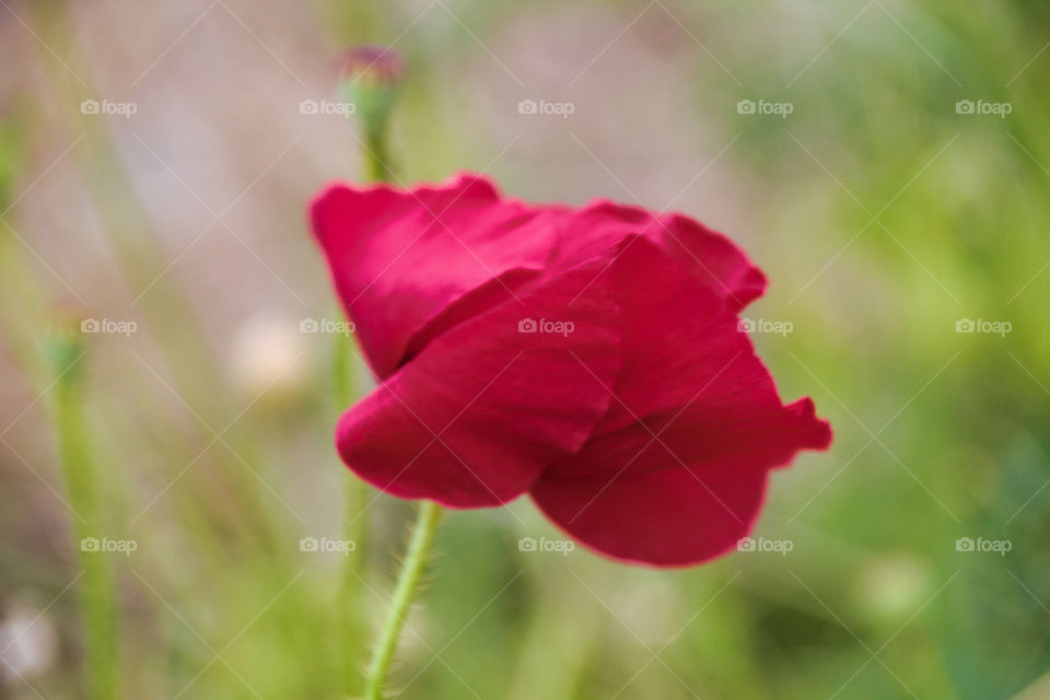 red poppy flower