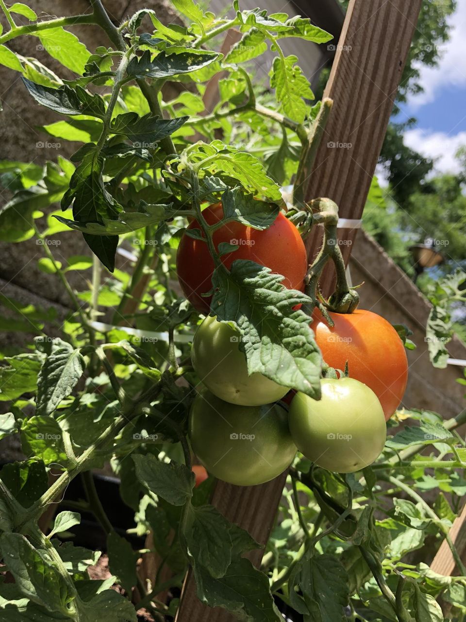 Better Boy Tomatoes