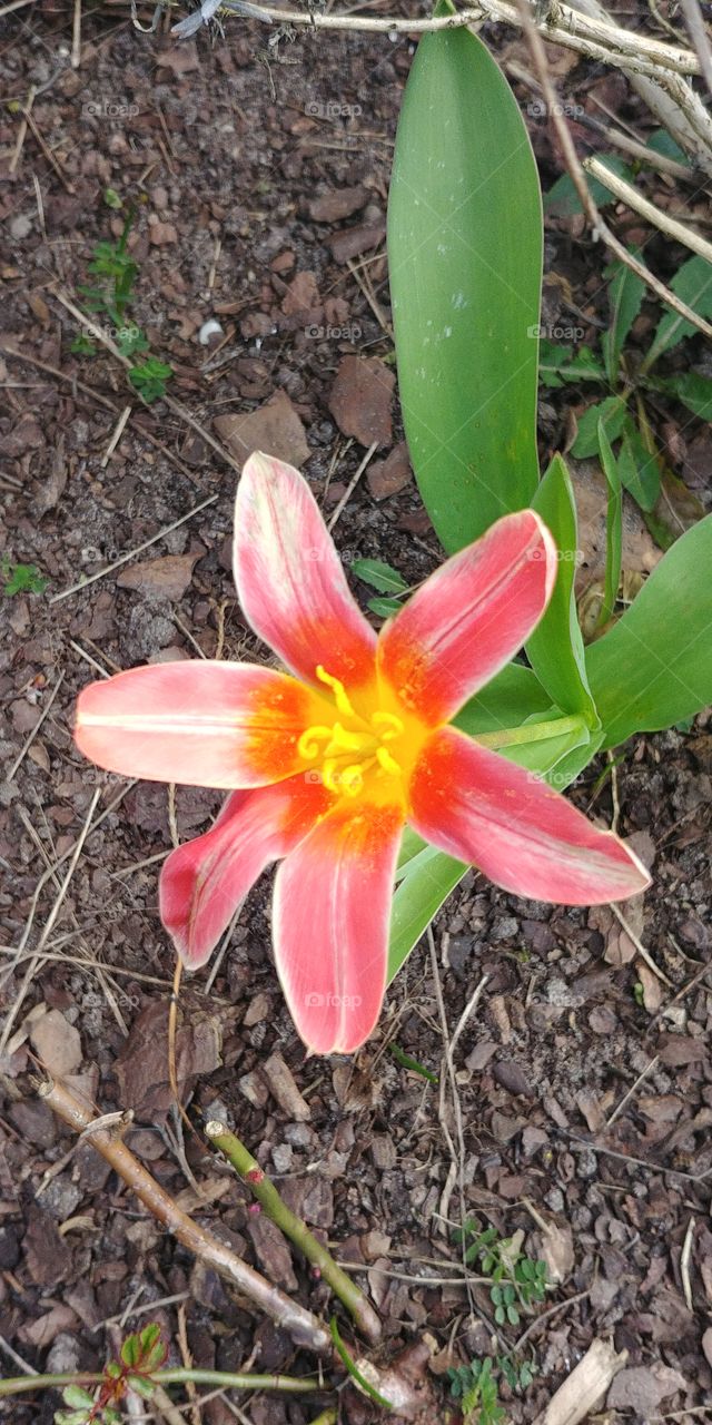 blume flower tulpe blühen erblüht rot gelb grün green red yellow erde boden schön beautyful natur
