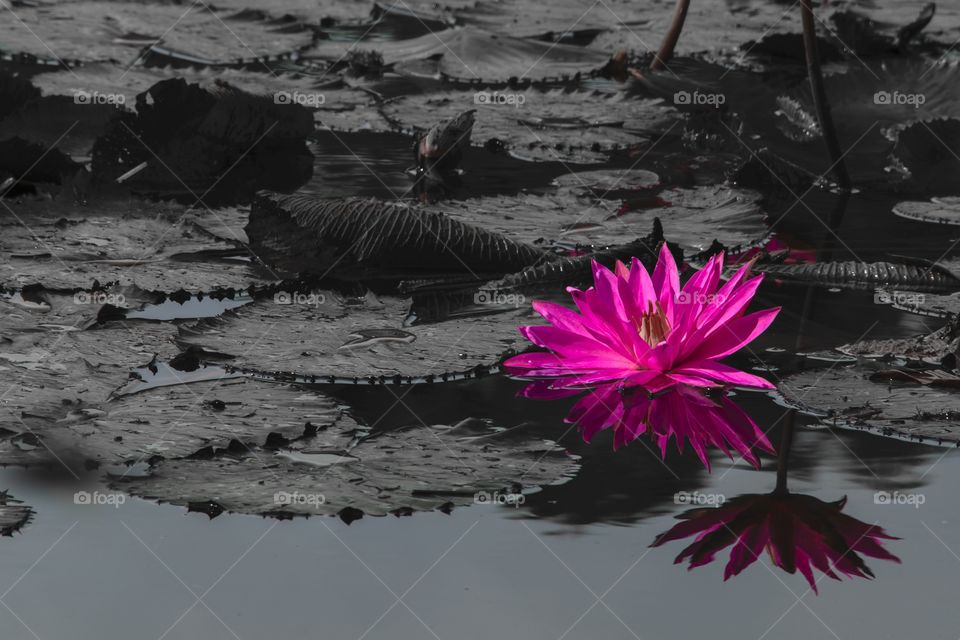 Waterlily on the wild