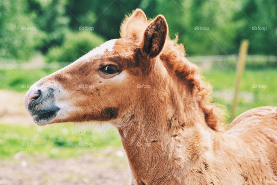 Close-up a brown foal