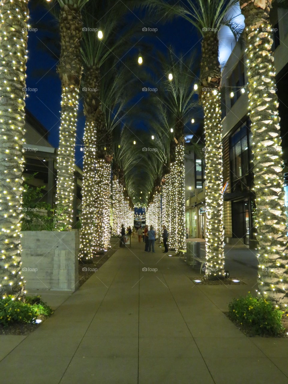 Beautiful Christmas lights.