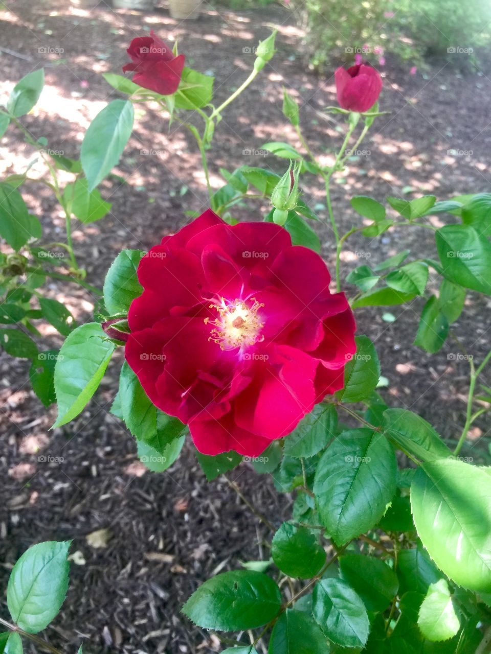 Spring Flowers Knock-Out Roses 