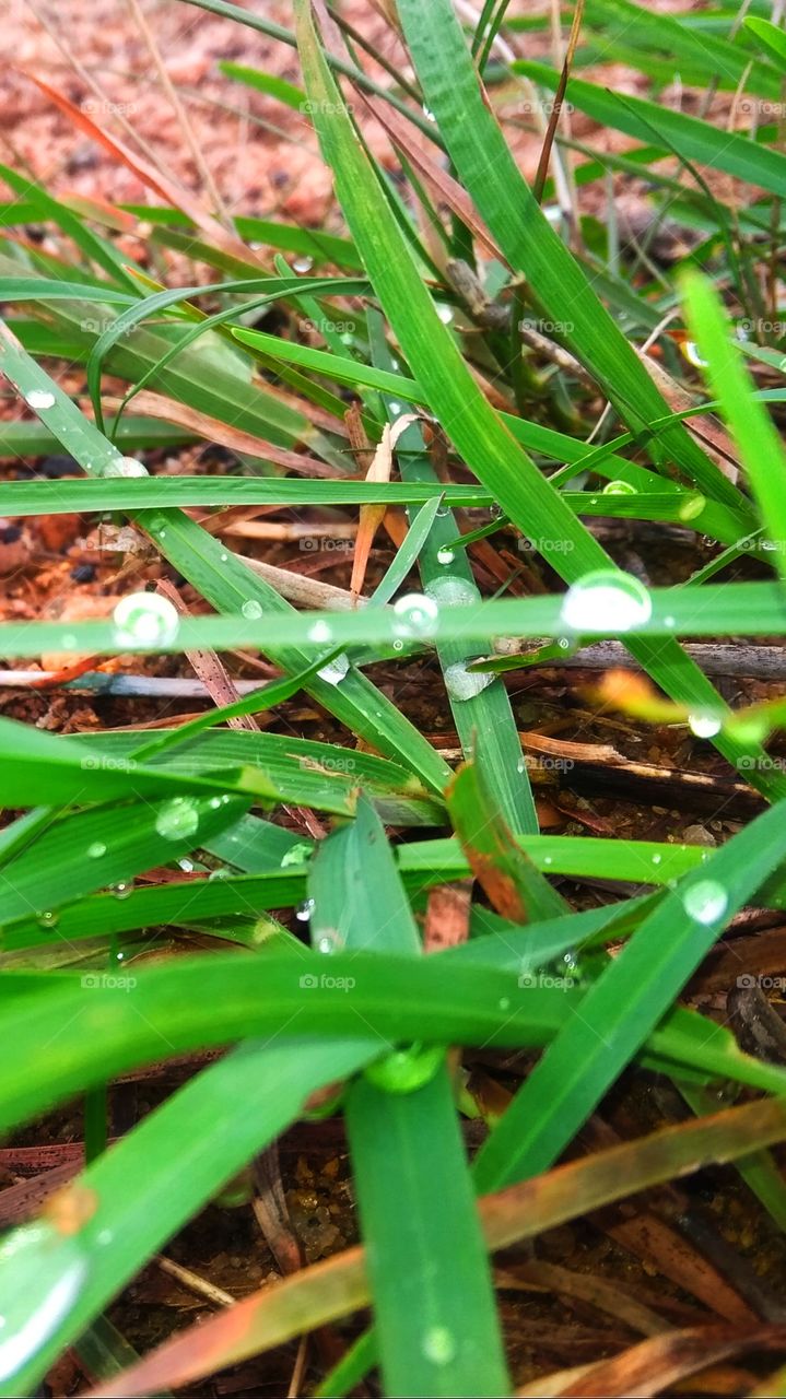 diamond at the grass