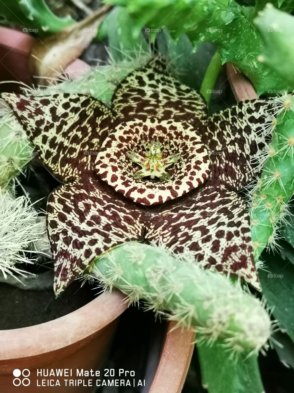 Flor de cactus