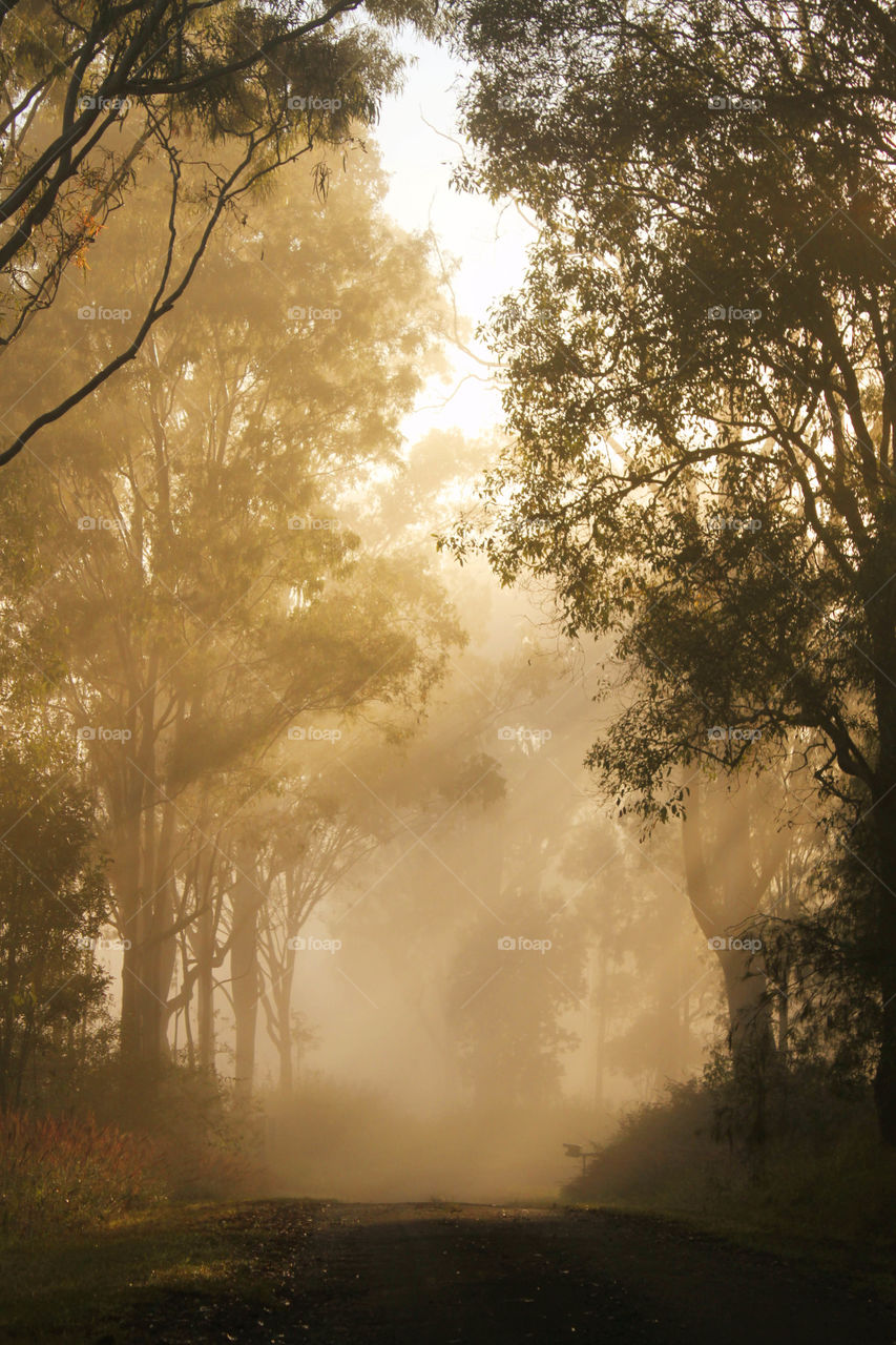 Misty morning