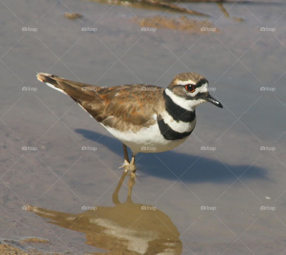 Killdeer Wading Bird in Water