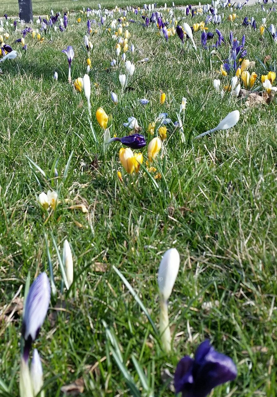 grass with crocuses