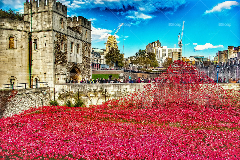 Remembrance Poppies, Tower of London, 2014, Pic 003