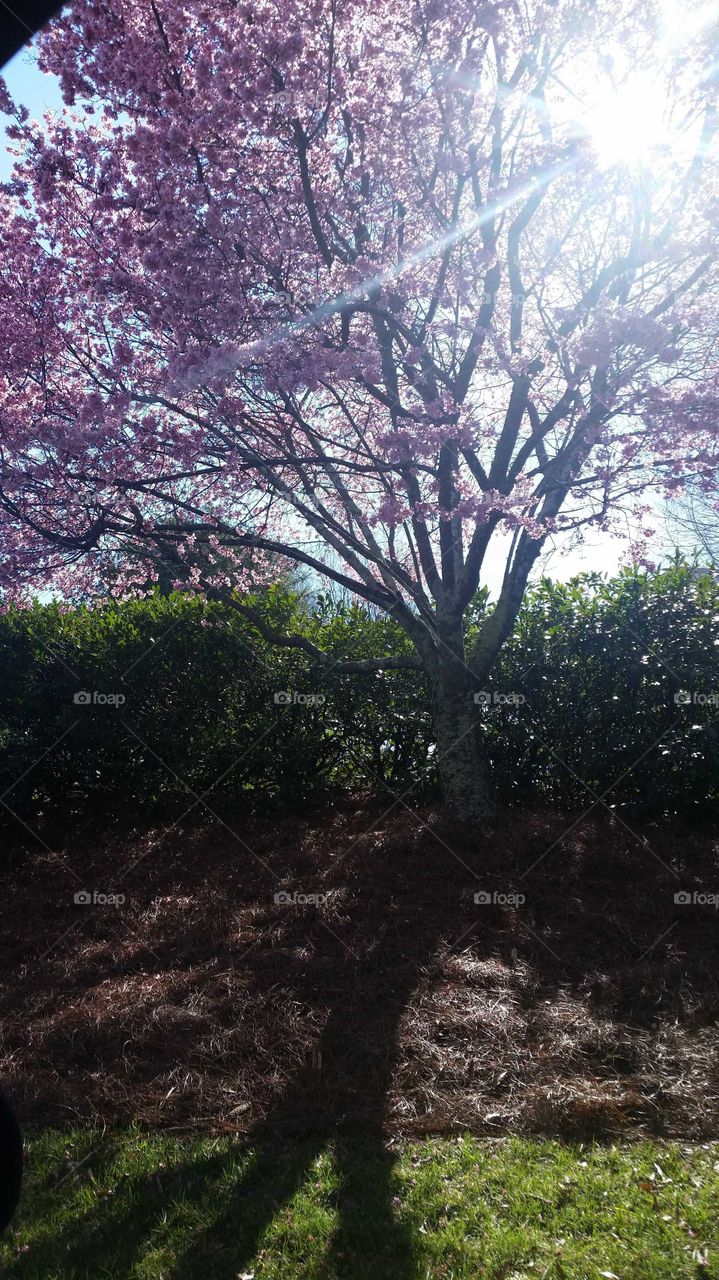 sun streaks through a Georgia spring bloom, landscape, spring bloom
