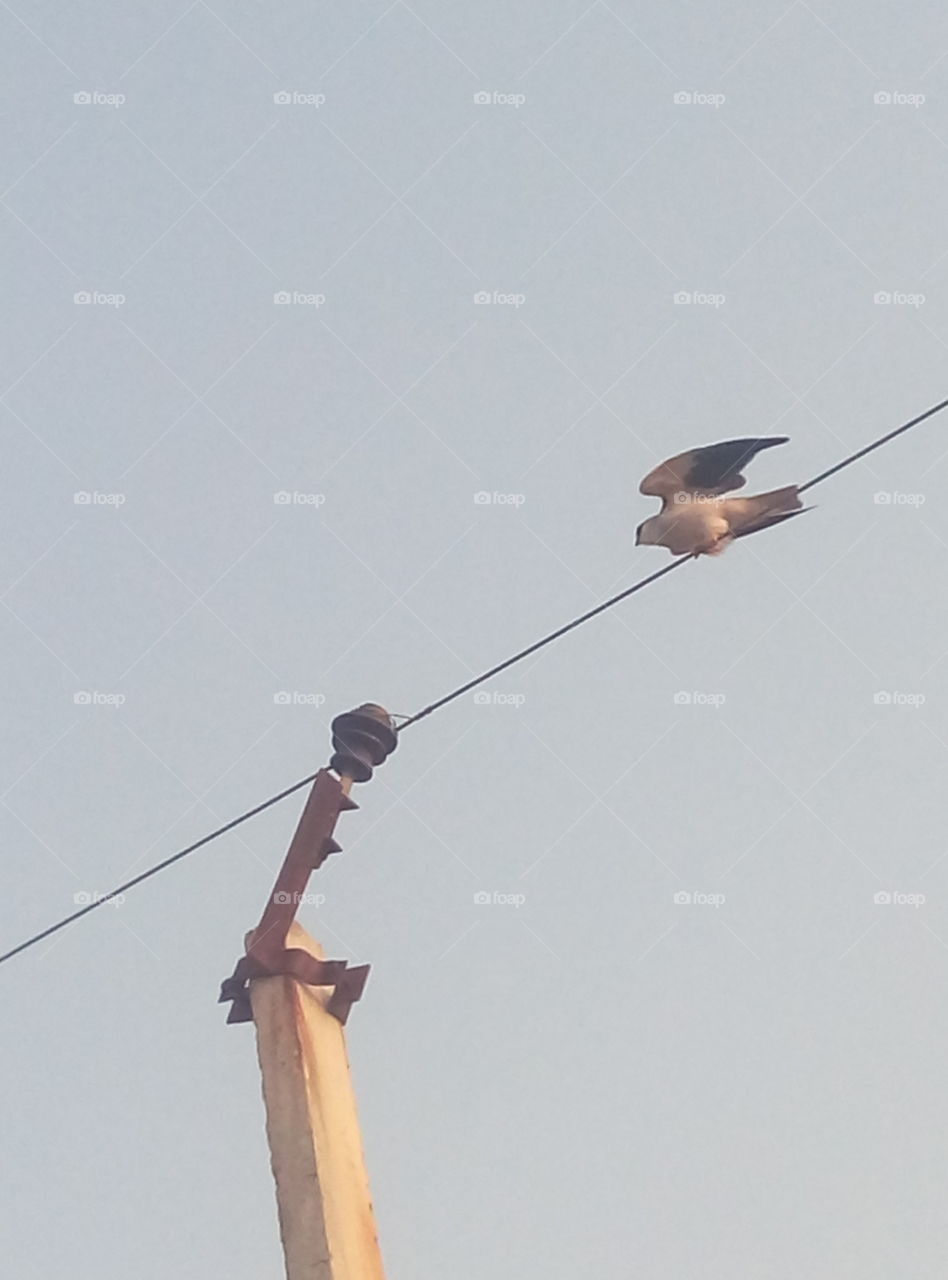 Eagle on the electrical wire in daytime