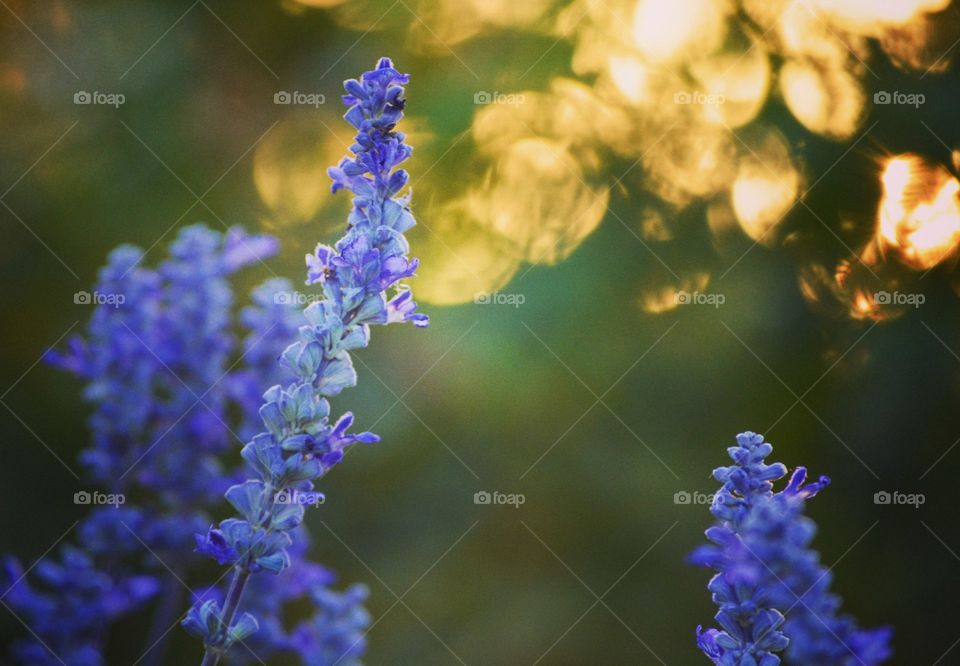 Purple lavender flowers and green background bokeh colorful closeup nature blossom calm and relaxing summer sunset lighting  sunny day