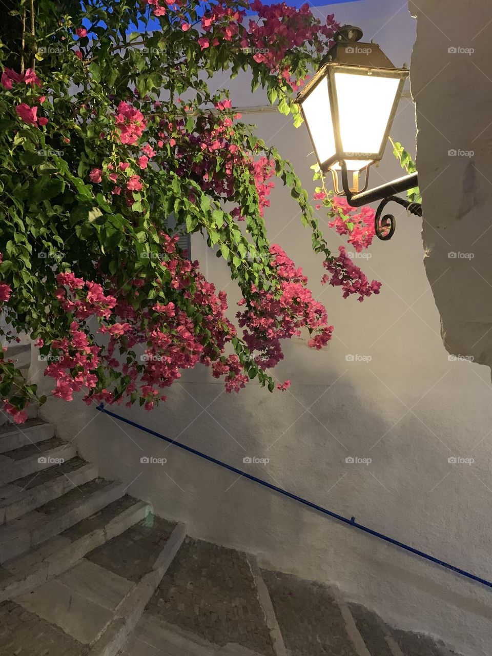 Island bougainvillea 