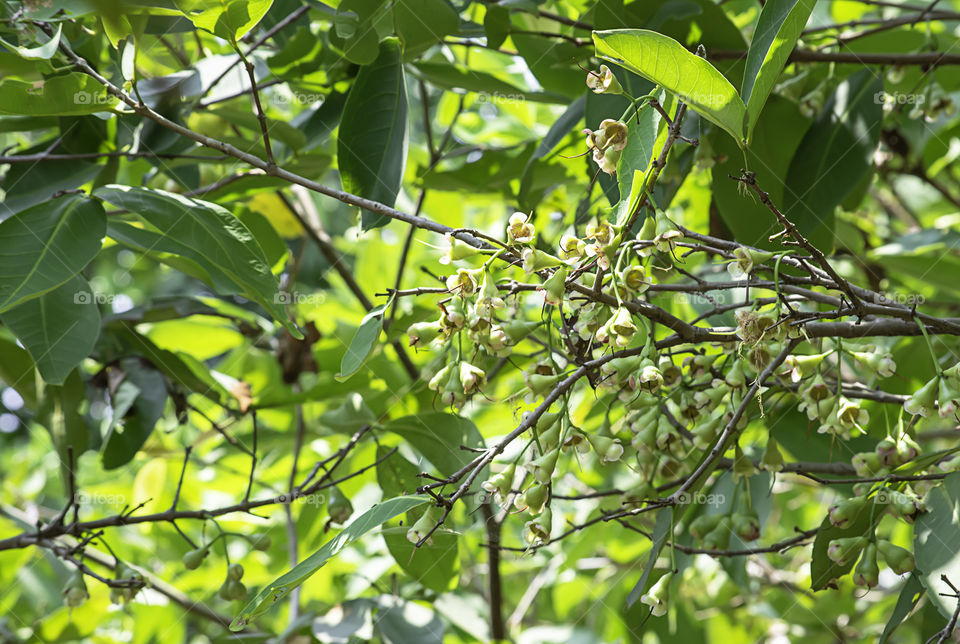 White flowers of the Rose apple on the tree in garden.