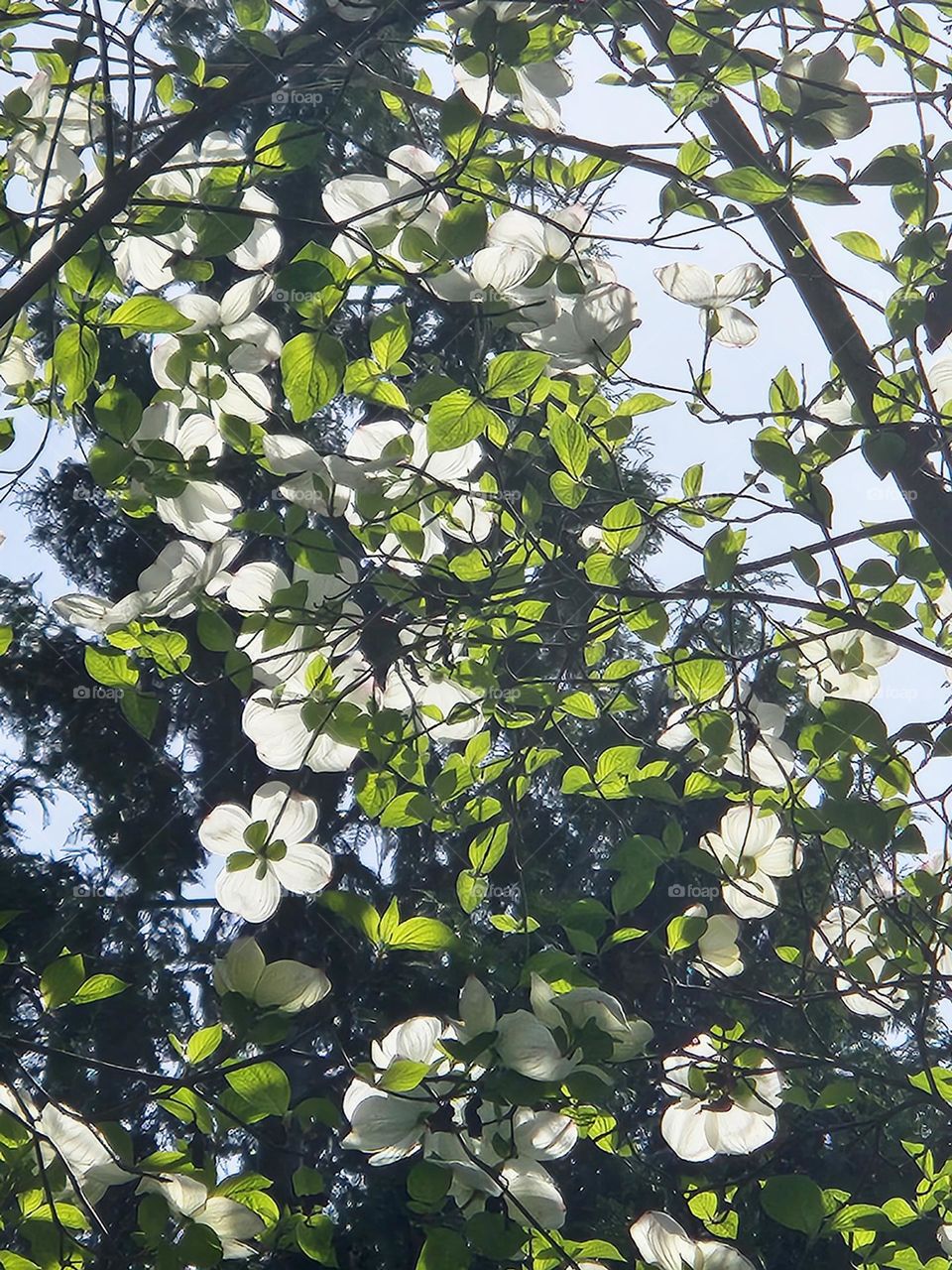 White flowering tree branches on clear Spring day in Oregon