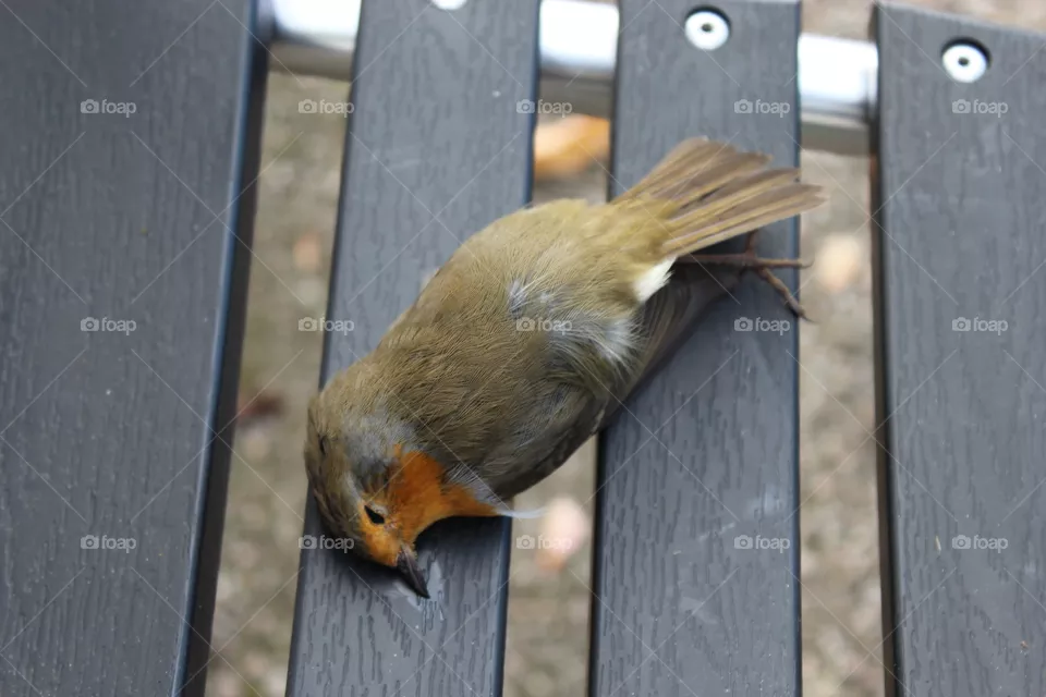 Redbreast