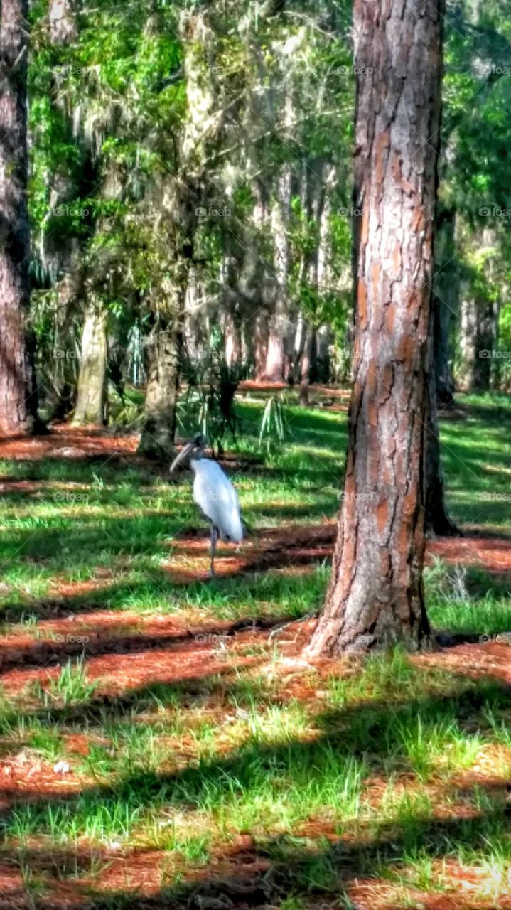 Florida Bird