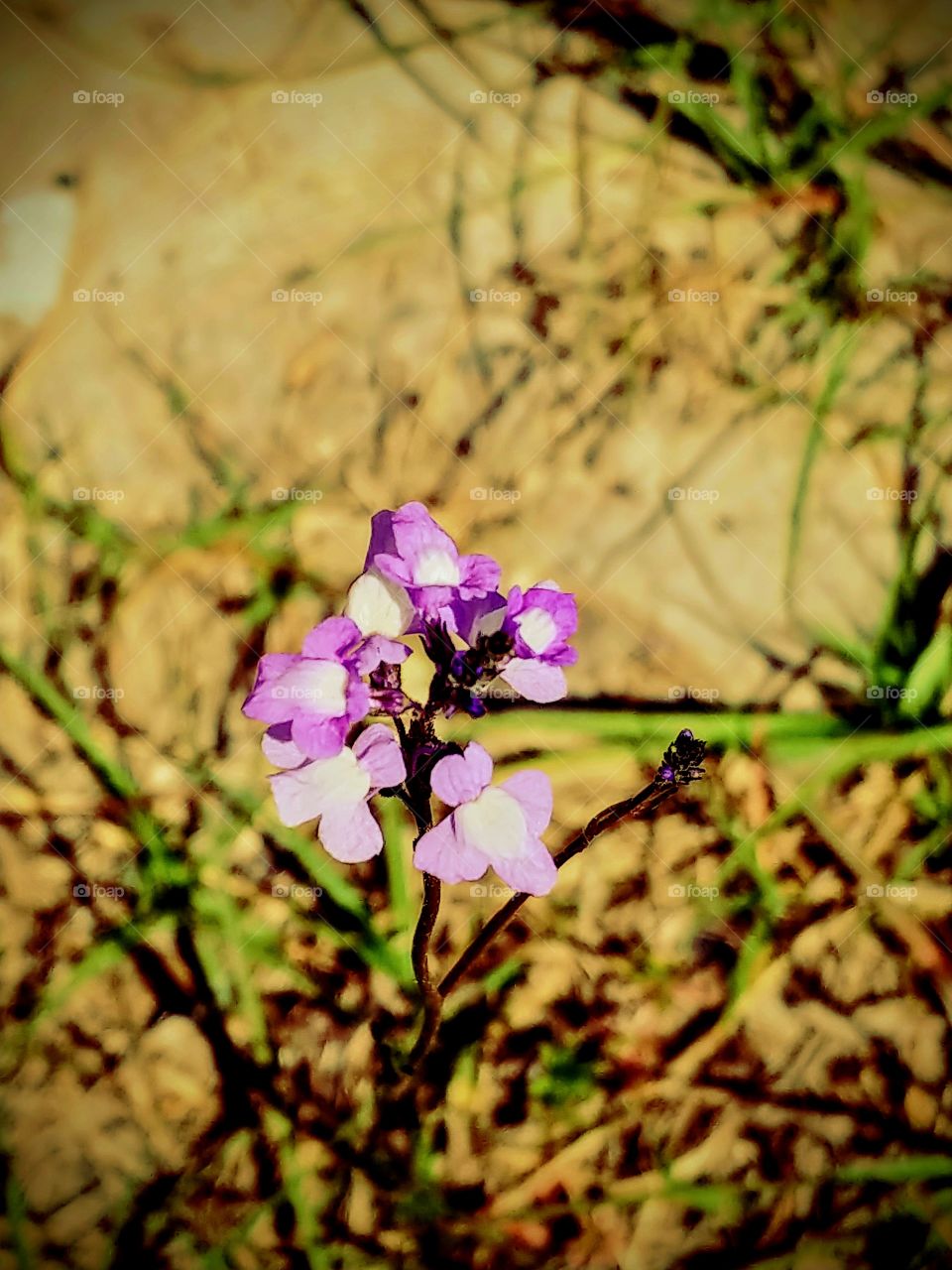 tiny purple spring blossom