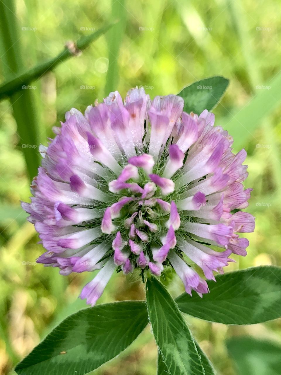 Macro view pink wildflower in pasture 