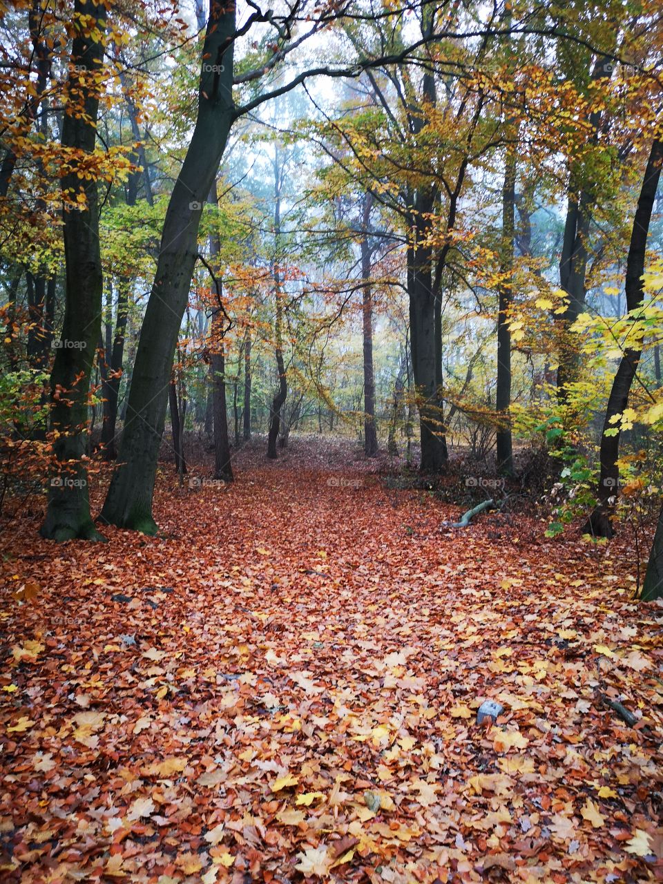 Autumn forest. Zielona Góra. Poland