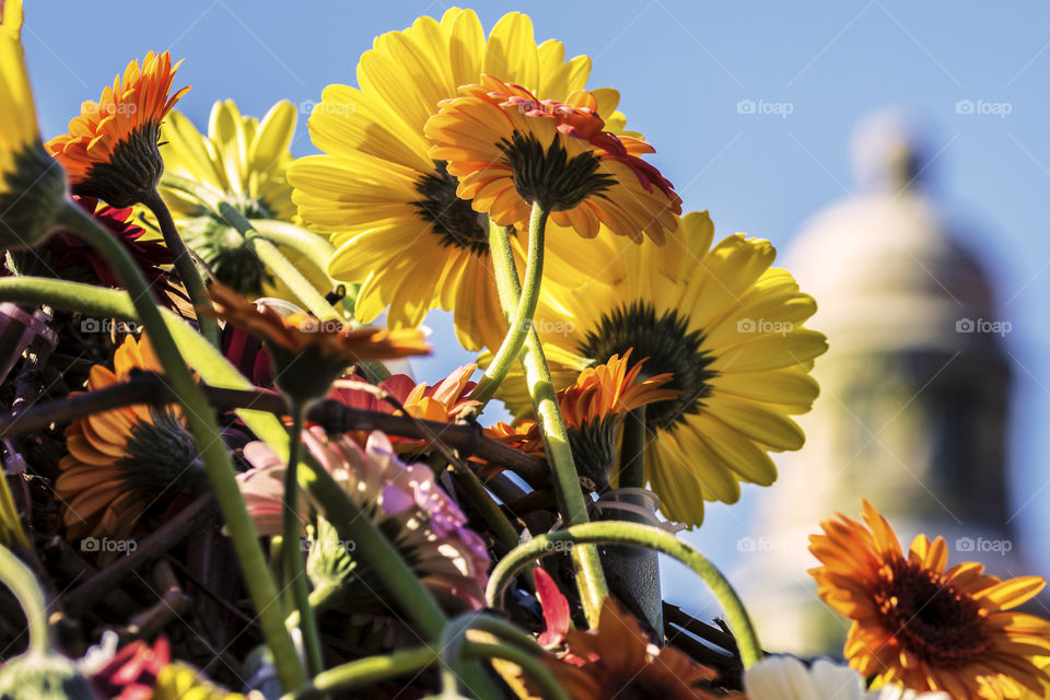 Beautiful yellow and orange Gerbera flowers in an arrangement with the blue sky and a historical building in the background